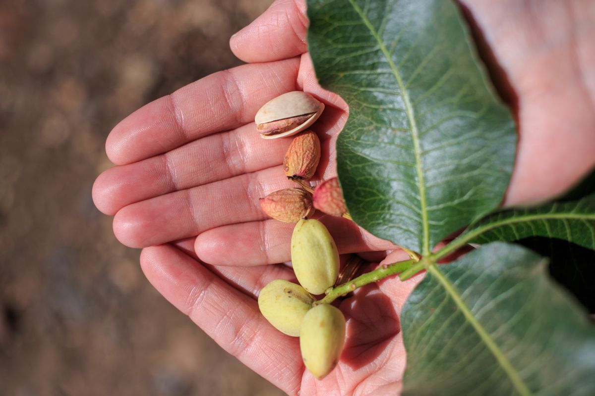 Adottare un pistacchio