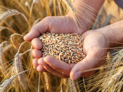 Insetti della farina: tutti i trucchi per eliminarli