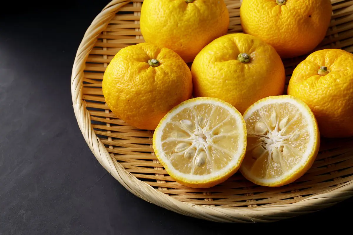 Yuzu agrume