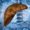 I benefici di una dieta per depurare il fegato