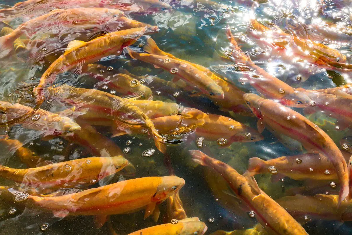 Impianto per l’allevamento dei salmoni
