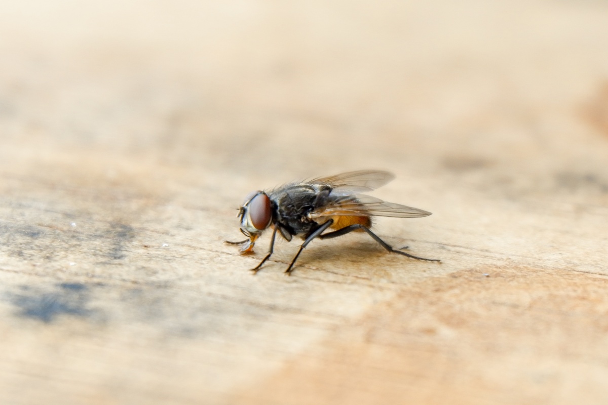 Su una superficie, una mosca
